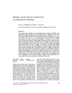sensory adaptation of leukocytes to chemotactic