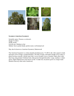 Sycamore (American Sycamore) Scientific name: Platanus