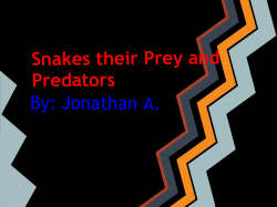Snakes their Prey and Predators By: Jonathan A.