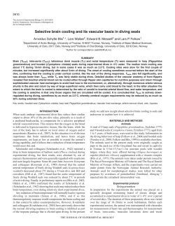 Selective brain cooling and its vascular basis in diving seals