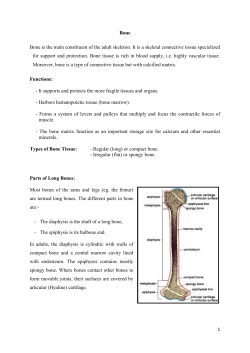 1 Bone Bone is the main constituent of the adult skeleton. It is a
