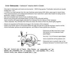 Ostracods, Amphipods