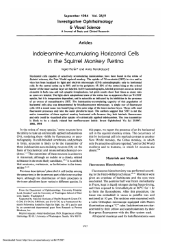 Indoleamine-accumulating horizontal cells in the squirrel