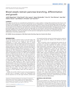 Blood vessels restrain pancreas branching