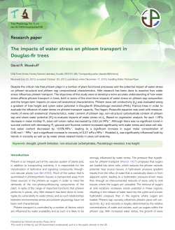 The impacts of water stress on phloem transport
