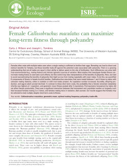 Female Callosobruchus maculatus can maximize long