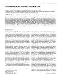 Sarcomere Mechanics in Capillary Endothelial Cells