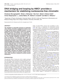 DNA bridging and looping by HMO1 provides a mechanism for