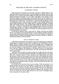 The Races of the Knot (Calidris canutus)