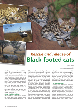 Black-footed cats