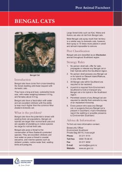 bengal cats - Environment Southland