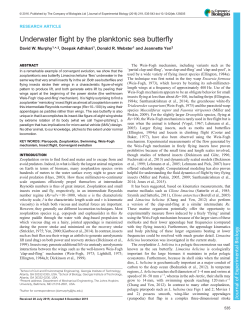 Underwater flight by the planktonic sea butterfly