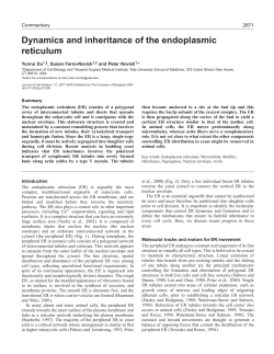 Dynamics and inheritance of the endoplasmic reticulum