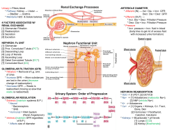 Urinary System: Order of Progression Renal Exchange Processes