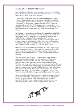 Fact Sheet No 3: BATS IN THE CAVES Bats are miniature dinosaurs