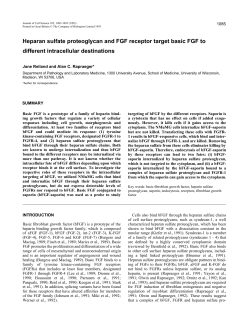Heparan sulfate proteoglycan and FGF receptor target basic FGF to