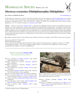 Marmosa constantiae (Didelphimorphia: Didelphidae)