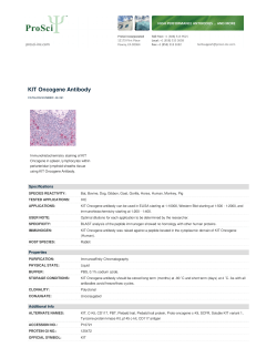 KIT Oncogene Antibody