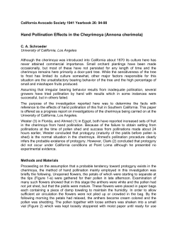 Hand Pollination Effects in the Cherimoya
