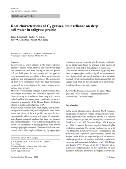 Root characteristics of C4 grasses limit reliance on deep soil water