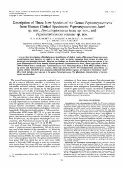 Description of Three New Species of the Genus Peptostreptococcus
