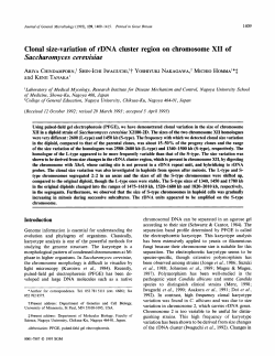 Clonal size-variation of rDNA cluster region on