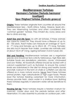 Mediterranean Tortoises