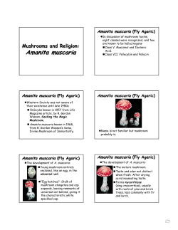 Amanita muscaria Amanita muscaria