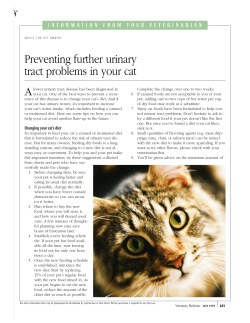 Preventing further urinary tract problems in your cat