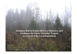 European Beaver ( Castor fiber L.)