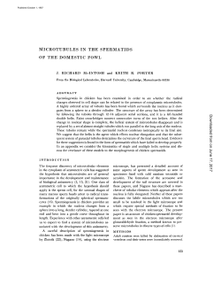 microtubules in the spermatids of the domestic fowl