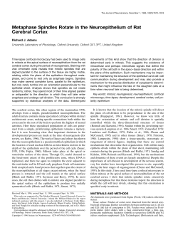 Metaphase Spindles Rotate in the Neuroepithelium of Rat Cerebral