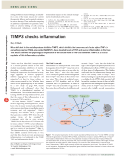 TIMP3 checks inflammation