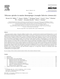 Siliceous spicules in marine demosponges