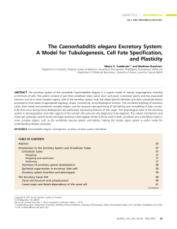 The Caenorhabditis elegans Excretory System: A Model