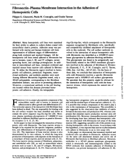 Fibronectin-Plasma Membrane Interaction in the Adhesion of