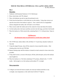 MOUSE TRACHEAL EPITHELIAL CELL (mTEC) ISOLATION