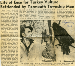 Life of Ease for Turkey Vulture Befriended by Yarmouth Township Man