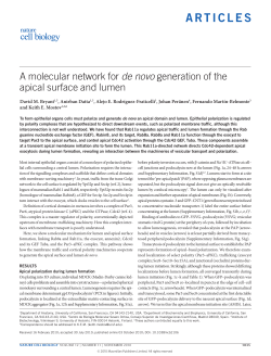 A molecular network for de novo generation of the apical surface