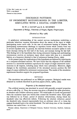 discharge patterns of swimmeret motoneurones in the lobster