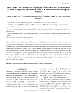 Description and molecular phylogeny of Paramecium grohmannae