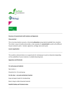 Structure of synovial joint with tendons and ligaments
