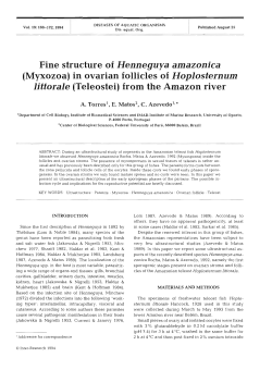 Fine structure of Henneguya amazonica (Myxozoa) in ovarian