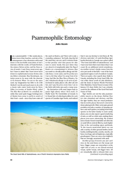 Psammophilic Entomology
