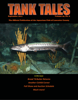 Bread `N Butter Returns Another Cichlid Corner Fall Show and