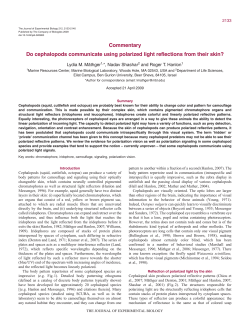 Do cephalopods communicate using polarized light reflections from