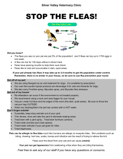 stop the fleas! - Silver Valley Veterinary Clinic