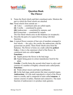 Question Bank The Flower