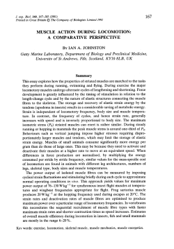 muscle action during locomotion: a comp ara tive