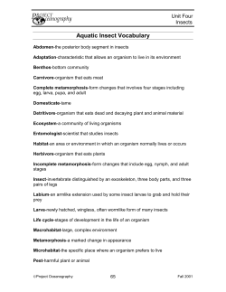 Aquatic Insect Vocabulary